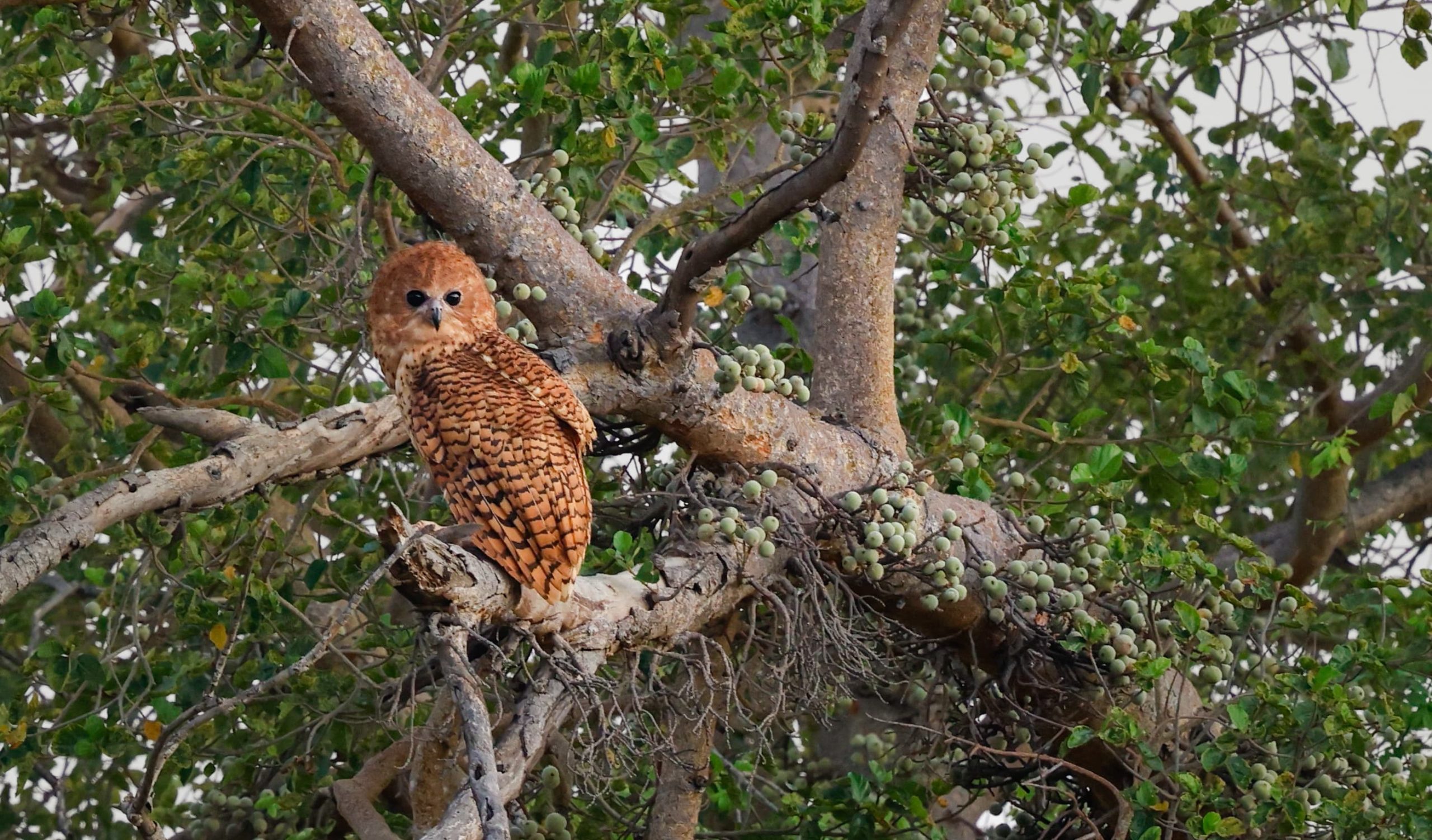 Pel's Fishing Owl seen at its daytime roost in one of its favoured trees - the Sycamore Fig