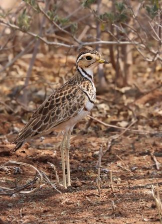 Three-banded Plover perfectly camouflaging in its preferred habitat