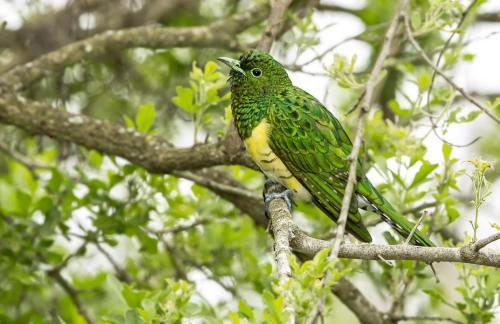 A82B7503 - African Emerald Cuckoo (male) - Chysococcyx cupreus - Nelspruit - 14.11.2016 - screen 2
