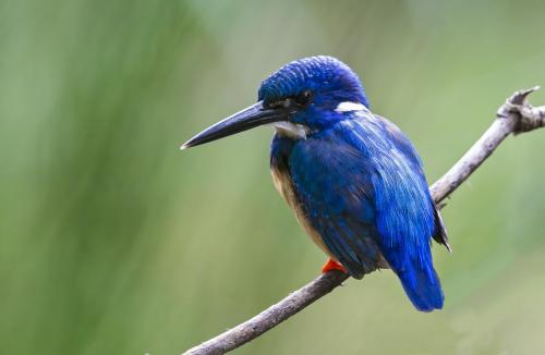 A82B9967 - Half-collared Kingfisher - Kruger Gate Hotel - 09.07.2022 - screen