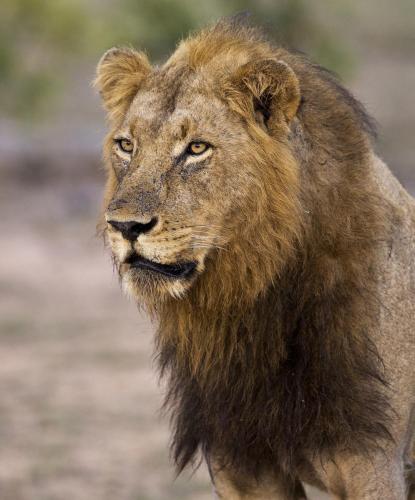 A82B8492-Lion-portrait-Kruger-NP-30-screen- (1)