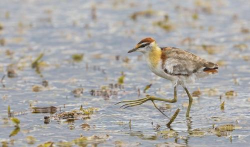 A82B8503-Lesser-Jacana-Microparra-capensis-Coopersdal-16.12.2020-screen-