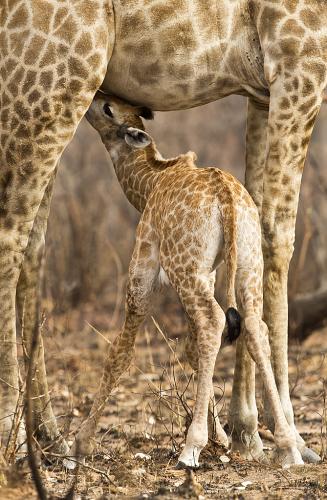 A82B9552-Giraffe-with-calf-Kruger-NP-18.08.2015-screen- (1)