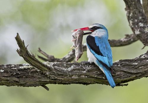 A82B9814-Woodland-Kingfisher-with-shrew-KNP-23.01.2021-screen-
