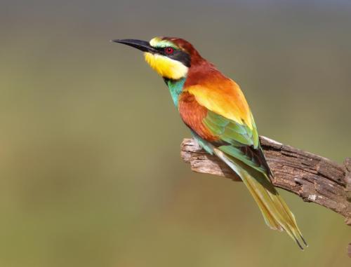 European-Bee-eater 