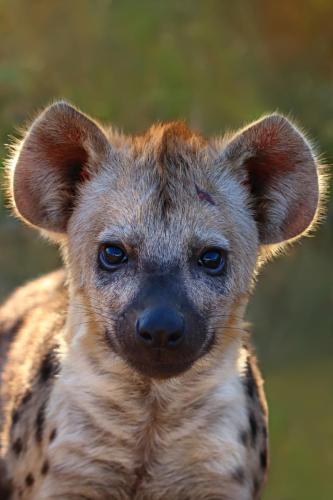 Hyena  (1)