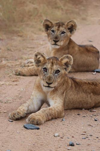Lion-Cubs (1)