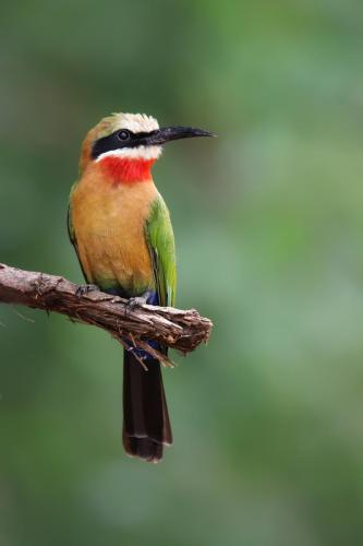 White-fronted-Bee-eater 